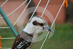 Australia Wildlife Series - Laughing Kookaburra - Dacelo novaeguineae - Close-up - Queensland Bird photo