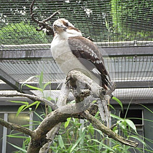 Laughing kookaburra Dacelo novaeguineae