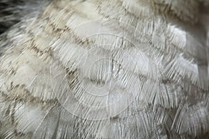 Laughing kookaburra (Dacelo novaeguineae) plumage texture.