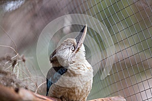 Laughing kookaburra (Dacelo novaeguineae). Wild life animal.