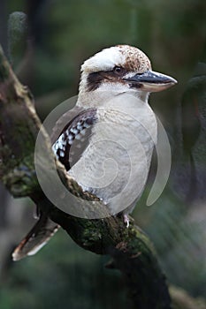 Laughing kookaburra (Dacelo novaeguineae).