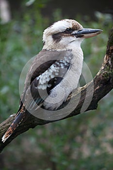 Laughing kookaburra (Dacelo novaeguineae).