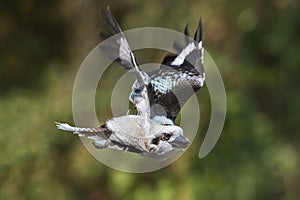 Laughing Kookaburra in flight