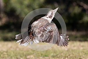 Laughing Kookaburra in flight