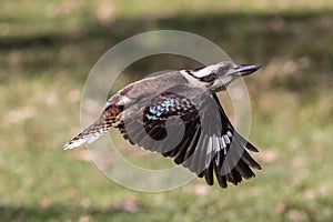 Laughing Kookaburra in flight