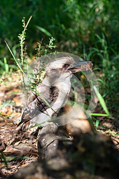 laughing kookaburra on a ground eating food.