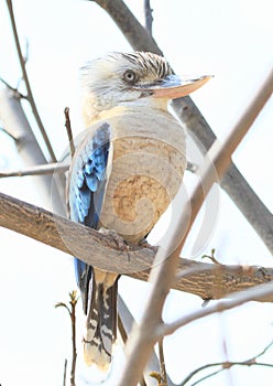 Laughing kookaburra