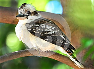 Laughing kookaburra / kingfisher,mackay,australia