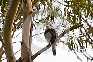 Laughing Kookaburra, largest kingfisher bird in brown perching n