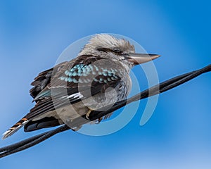 Laughing Kookaburra perched on a telephone wire