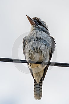 Laughing Kookaburra perched on a telephone wire