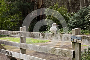 Laughing Kookaburra Perched on Wooden Fence Gate