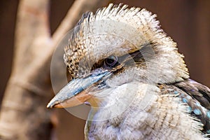 Laughing kookaburra photo