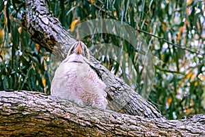 Laughing kookaburra portrait.