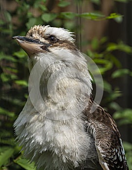 Laughing Kookaburra Portrait