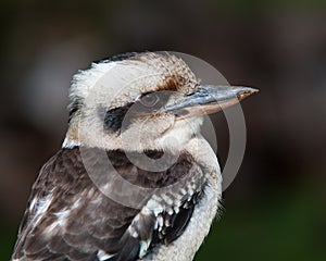 Laughing Kookaburra - Profile