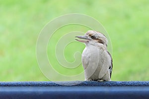 Laughing kookaburra profile with clean background