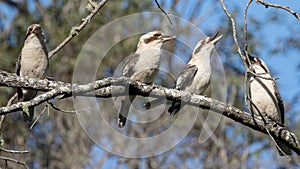 Laughing Kookaburra`s calling