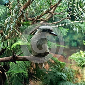 Laughing Kookaburra in Seattle Woodland Park Zoo