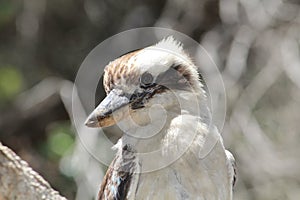 The Laughing Kookaburra sits in a tree at Forresters Beach.