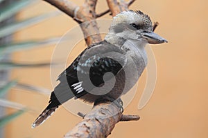 Laughing kookaburra