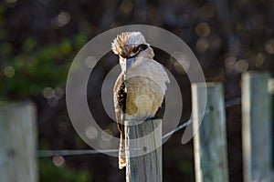 Laughing Kookaburra sitting on fence post