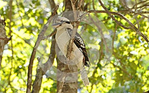 Laughing Kookaburra sitting in a tree