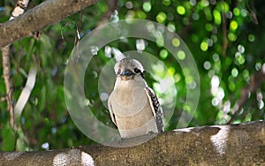 Laughing Kookaburra sitting in a tree