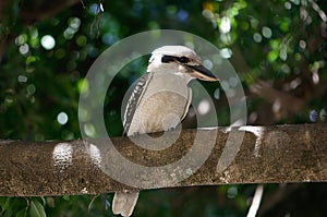 Laughing Kookaburra sitting in a tree