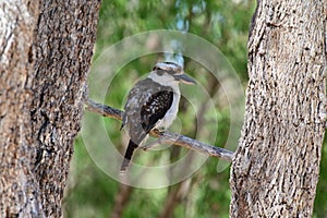 Laughing kookaburra sitting on a tree branch in Western Australia
