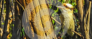 Laughing Kookaburra in a tree Dacelo novaeguineae halcyonidae