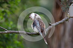 Laughing Kookaburra in Victoria, Australia