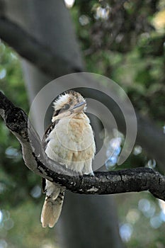 Laughing Kookaburras