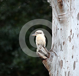 Laughing Kookaburras