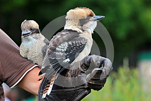 The laughing kookaburras (Dacelo novaeguineae), sitting on a man\'s hand