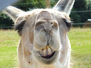 Laughing Llama photo