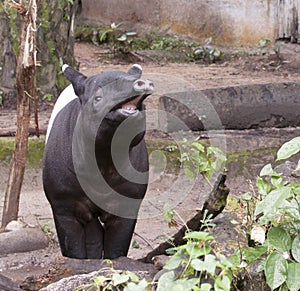 Laughing Malayan tapir
