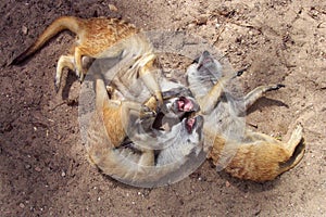 Laughing Meerkats