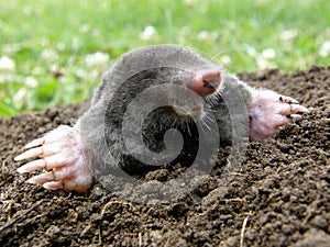 Laughing mole