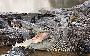 Laughing open mouth Crocodiles photo