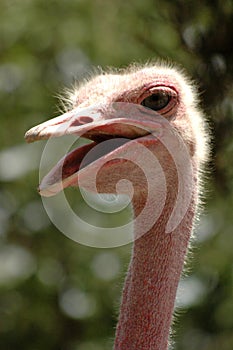 Laughing ostrich