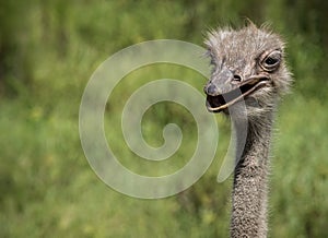 Laughing Ostrich