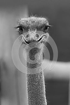 Laughing ostrich