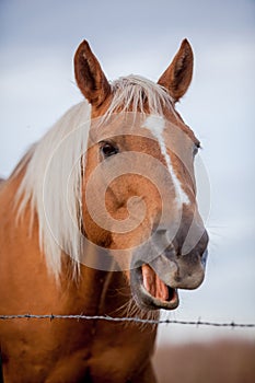 Laughing Palomino horse