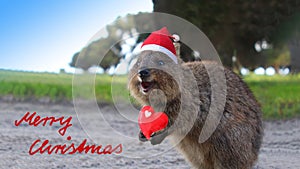 Laughing quokka with Santa hat and Christmas greeting