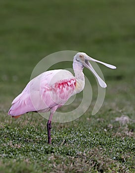 Laughing Roseate Spoonbill photo