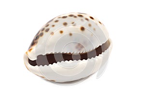 Laughing Seashell