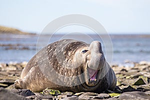 Laughing Smiling Southern Elephant Seal