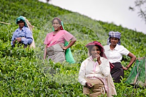 Laughing tea pickers