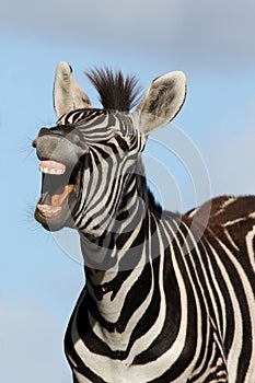 Laughing Zebra photo